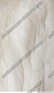 feathers stork 0005